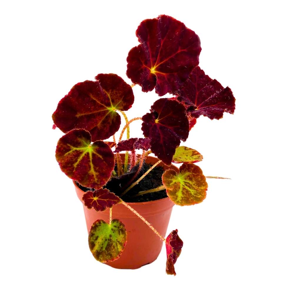 Begonia Madame O'Reilly, 4 inch Deep Orange Reddish Purple Rhizomatous Rhizo