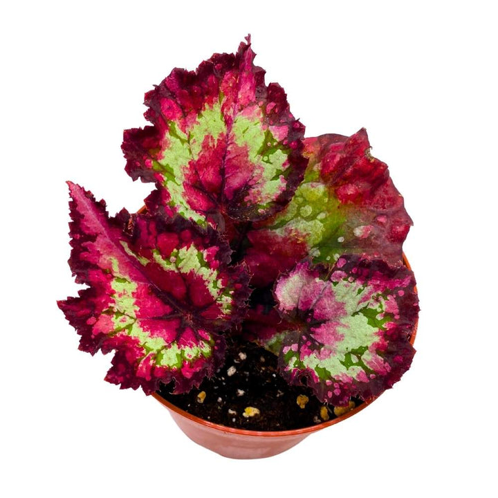 Harmony's Queen of Hearts Begonia Rex 4 inch Pink Variegation Spotted