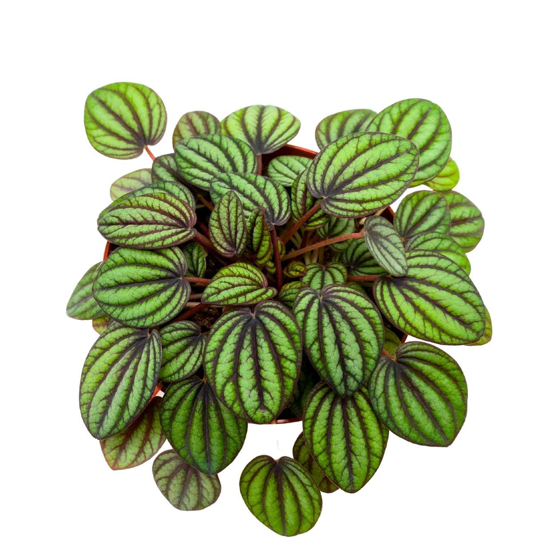 Peperomia Piccolo Banda 4 inch Peacock Peperomia albovittata