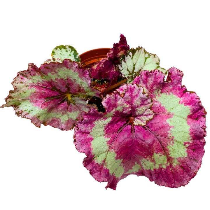 Harmony's Mellow Yellow 4 inch Begonia Rex Bright Pink center and band large leaf