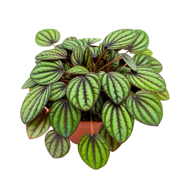 Peperomia Piccolo Banda 4 inch Peacock Peperomia albovittata