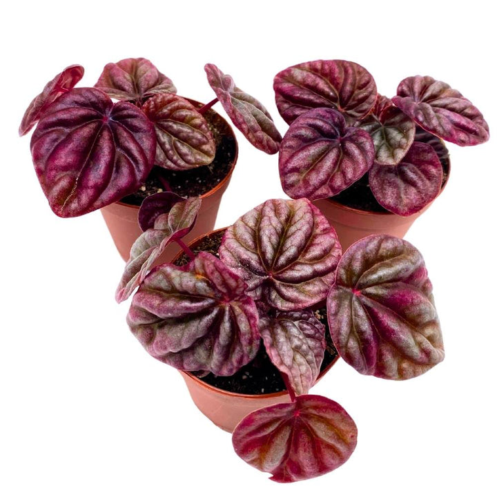 Peperomia Luna Red, 2 inch set of 3, Red Emerald Ripple Pep Caperata