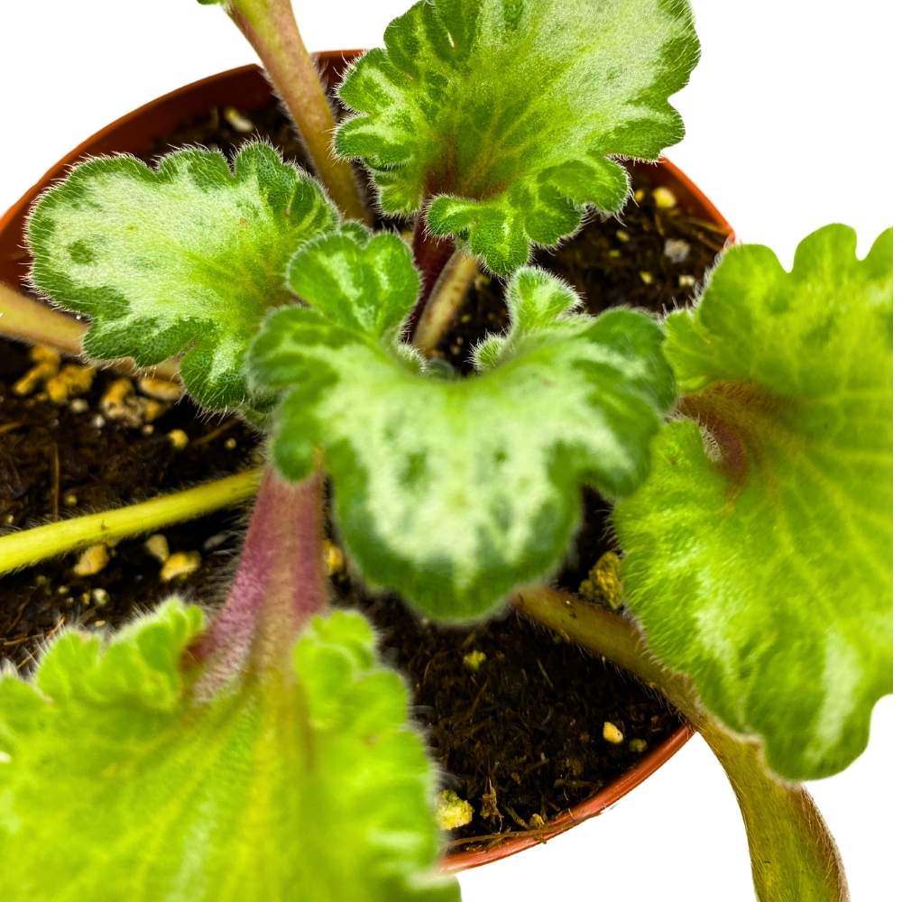 Curly Loki Gesneriad Primulina, 6 inch Flowering Indoor Chirita Plant