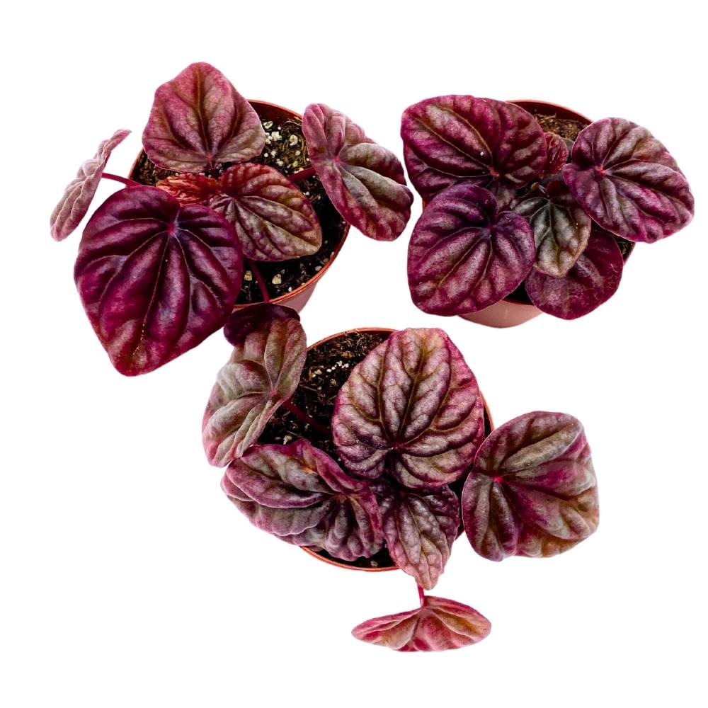 Peperomia Luna Red, 2 inch set of 3, Red Emerald Ripple Pep Caperata