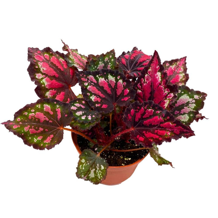 Harmony's Red Hots Begonia Rex 6 inch