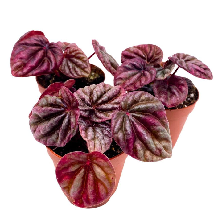 Peperomia Luna Red, 2 inch set of 3, Red Emerald Ripple Pep Caperata