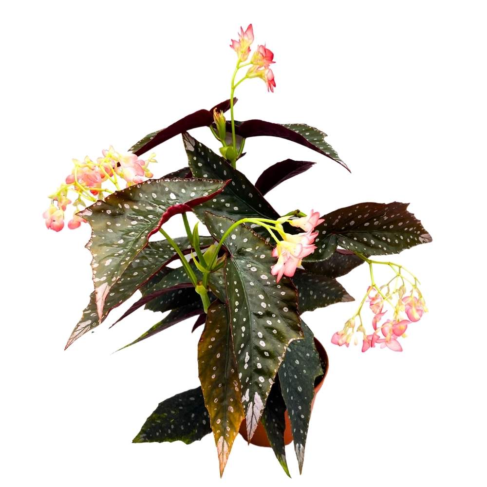 Harmony's Antigone Angel Wing Cane Begonia 6 inch Premium Hybrid