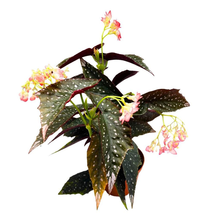 Harmony's Antigone Angel Wing Cane Begonia 6 inch Premium Hybrid