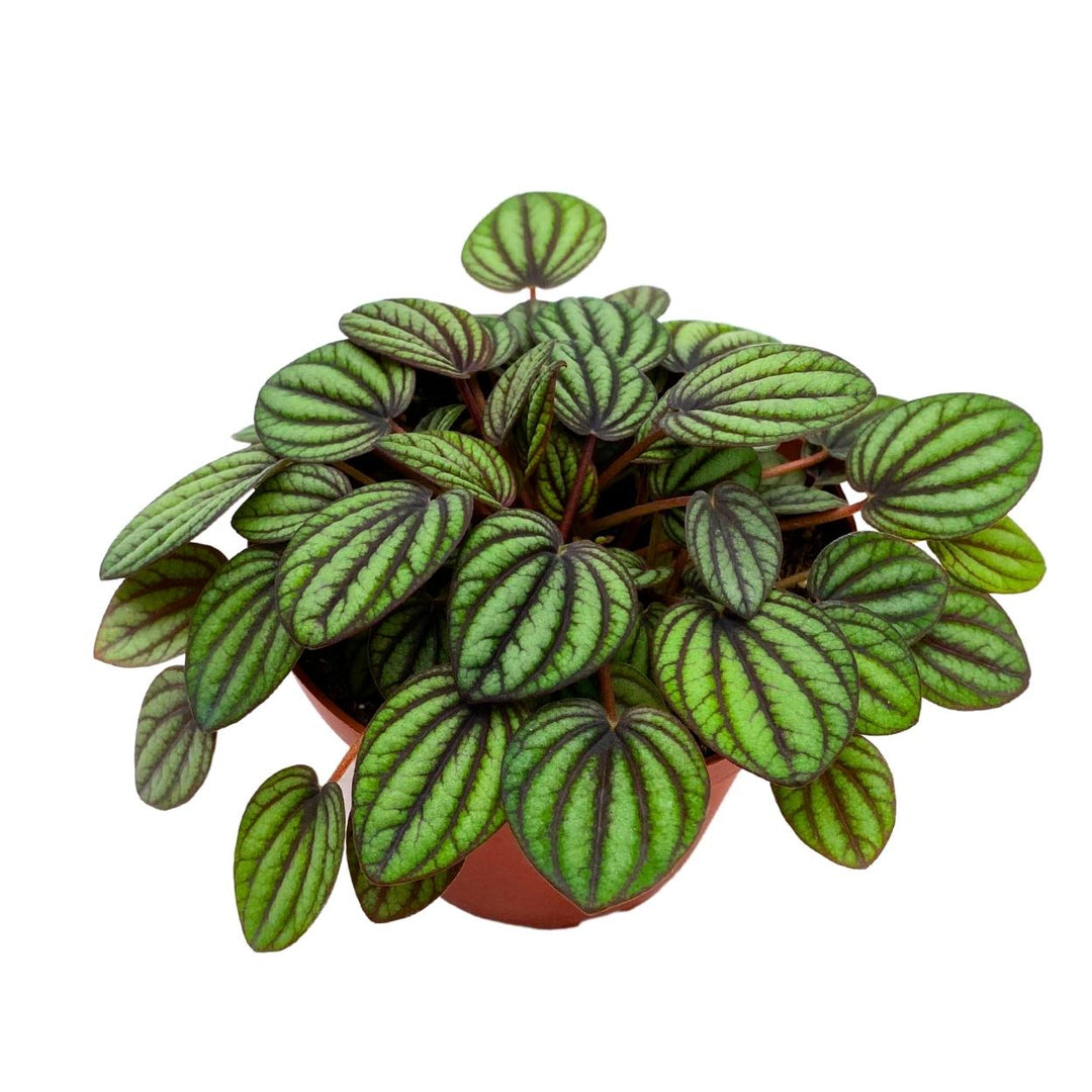 Peperomia Piccolo Banda 4 inch Peacock Peperomia albovittata