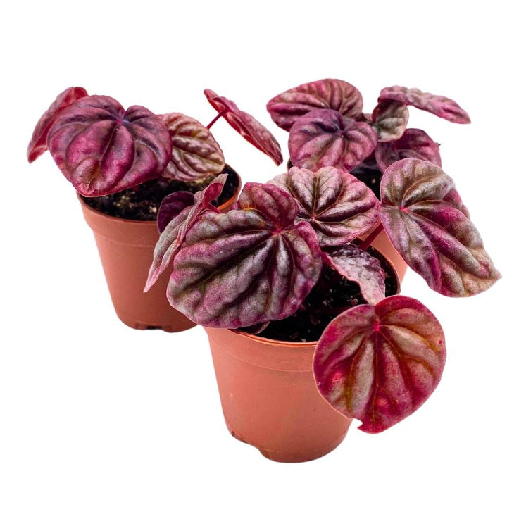 Peperomia Luna Red, 2 inch set of 3, Red Emerald Ripple Pep Caperata