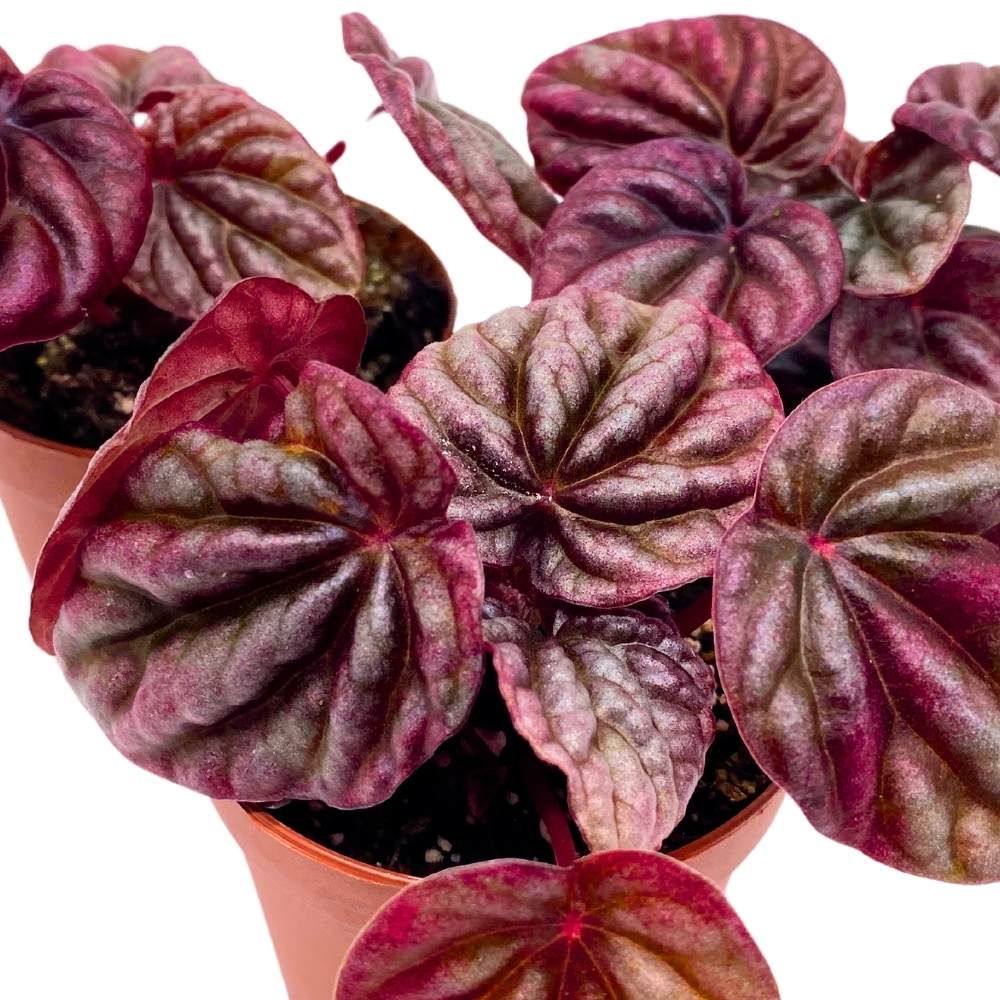 Peperomia Luna Red, 2 inch set of 3, Red Emerald Ripple Pep Caperata