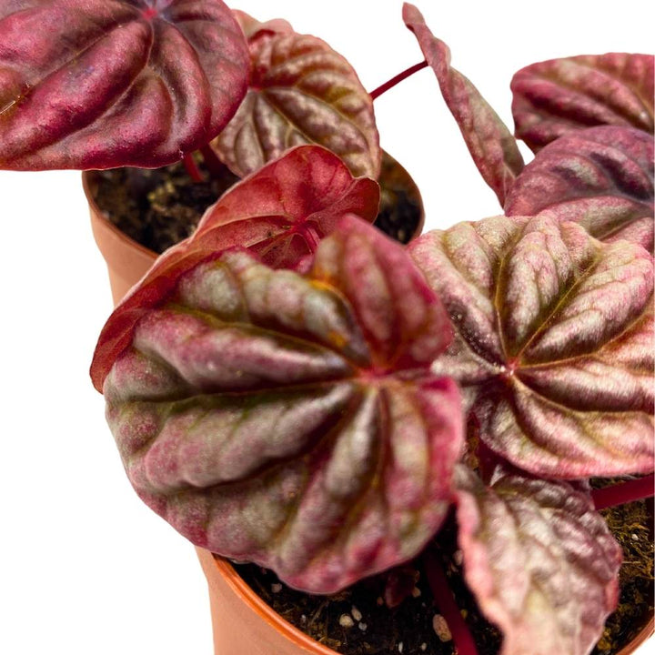 Peperomia Luna Red, 2 inch set of 3, Red Emerald Ripple Pep Caperata