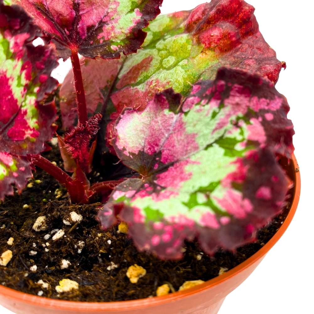 Harmony's Queen of Hearts Begonia Rex 4 inch Pink Variegation Spotted