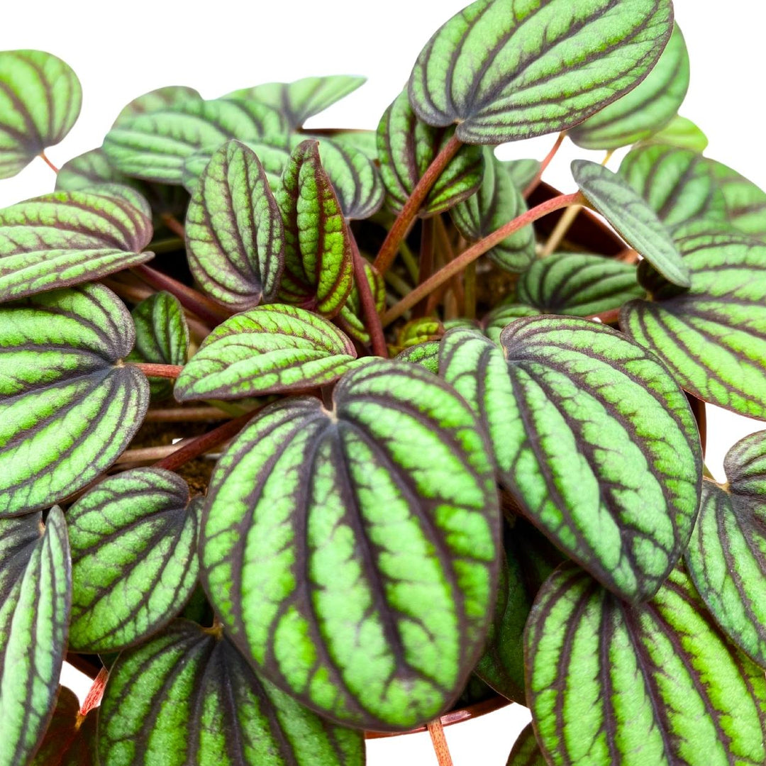 Peperomia Piccolo Banda 4 inch Peacock Peperomia albovittata