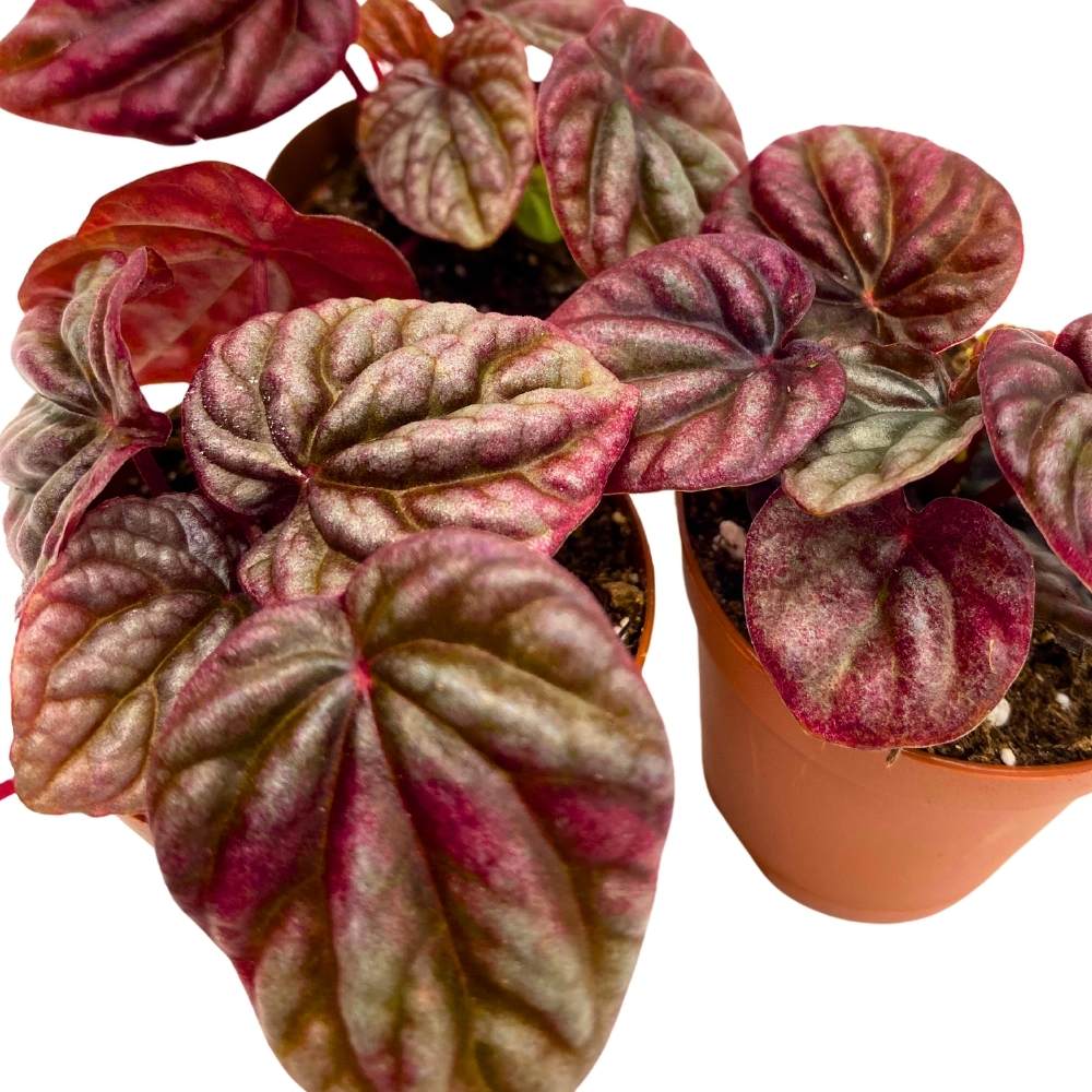 Peperomia Luna Red, 2 inch set of 3, Red Emerald Ripple Pep Caperata