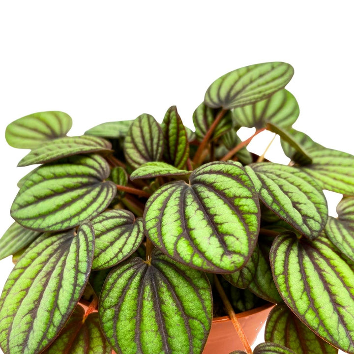 Peperomia Piccolo Banda 4 inch Peacock Peperomia albovittata