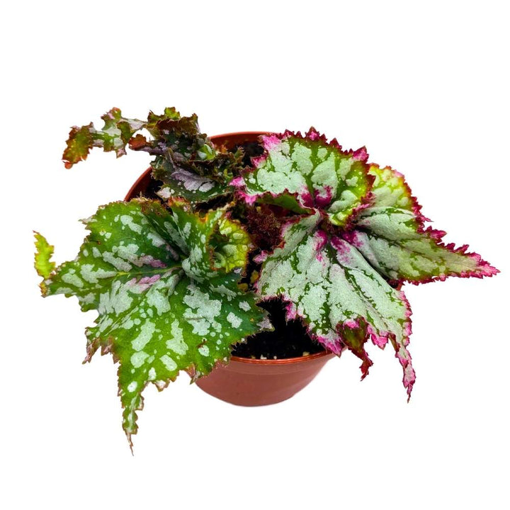 Harmony's Confetti Begonia Rex 4 inch Gnarly Tails