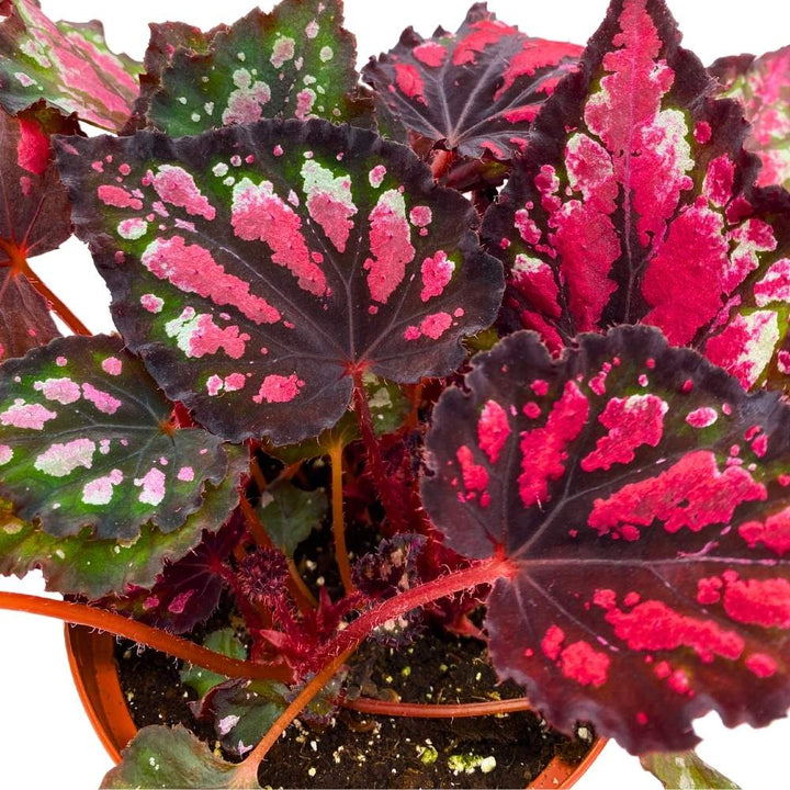 Harmony's Red Hots Begonia Rex 6 inch