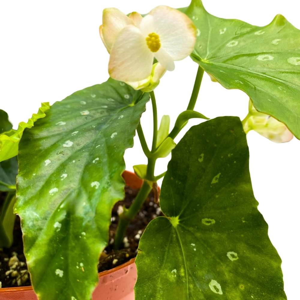 Harmony's Ghost Angel Wing Cane Begonia 6 inch Premium Hybrid