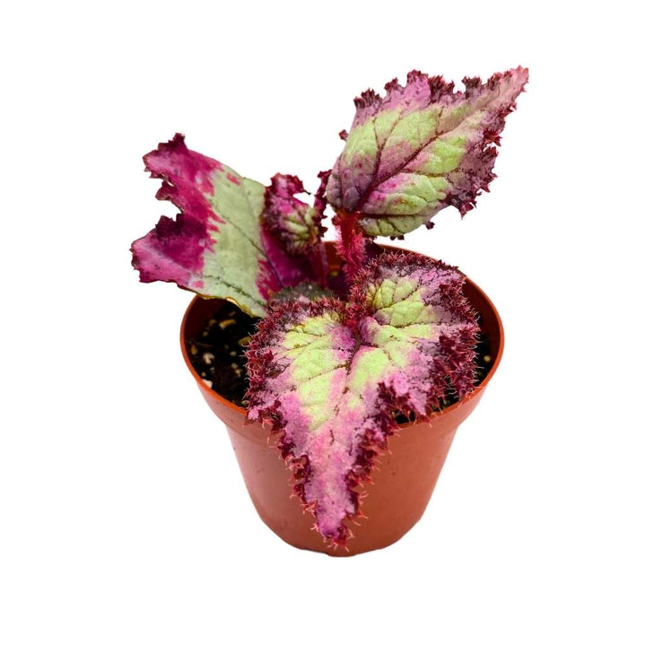 Harmony's Pink Pizzazz Begonia Rex 4 inch Jagged Gnarly Leaves