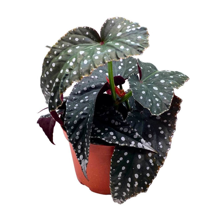 Harmony's Supernatural Angel Wing, 6 inch Cane Begonia Large Silver Tip Pink Flower Polkadot