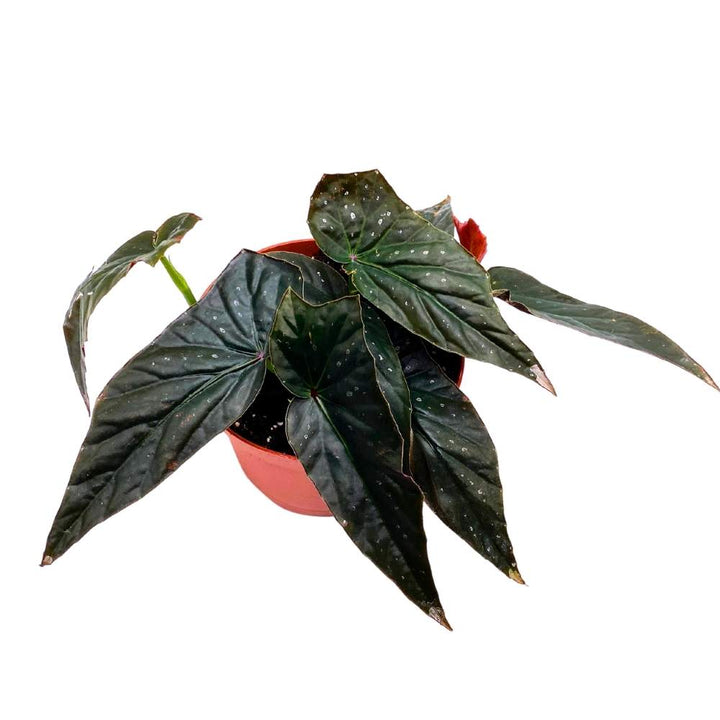 Harmony's Dark Fang Angel Wing, 6 inch Cane Begonia Black Narrow Leaf Silver Tip with few Polkadots