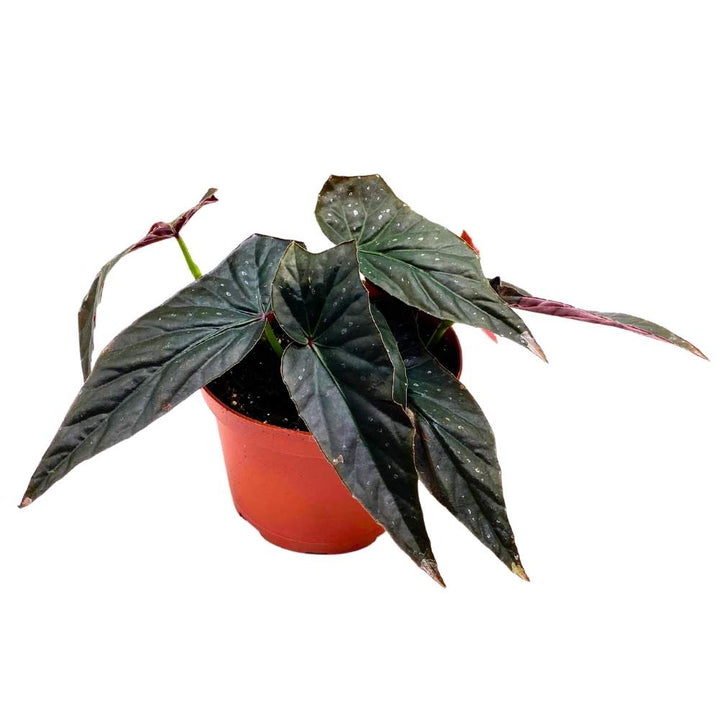 Harmony's Dark Fang Angel Wing, 6 inch Cane Begonia Black Narrow Leaf Silver Tip with few Polkadots