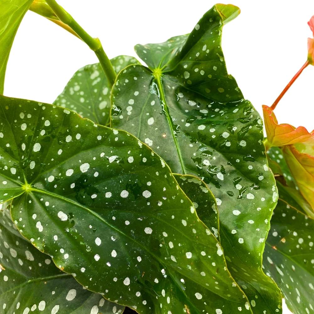 Harmony's Tinker Bell Angel Wing Hybrid Cane Begonia, 6 inch, Green with White Dots Pink Flower