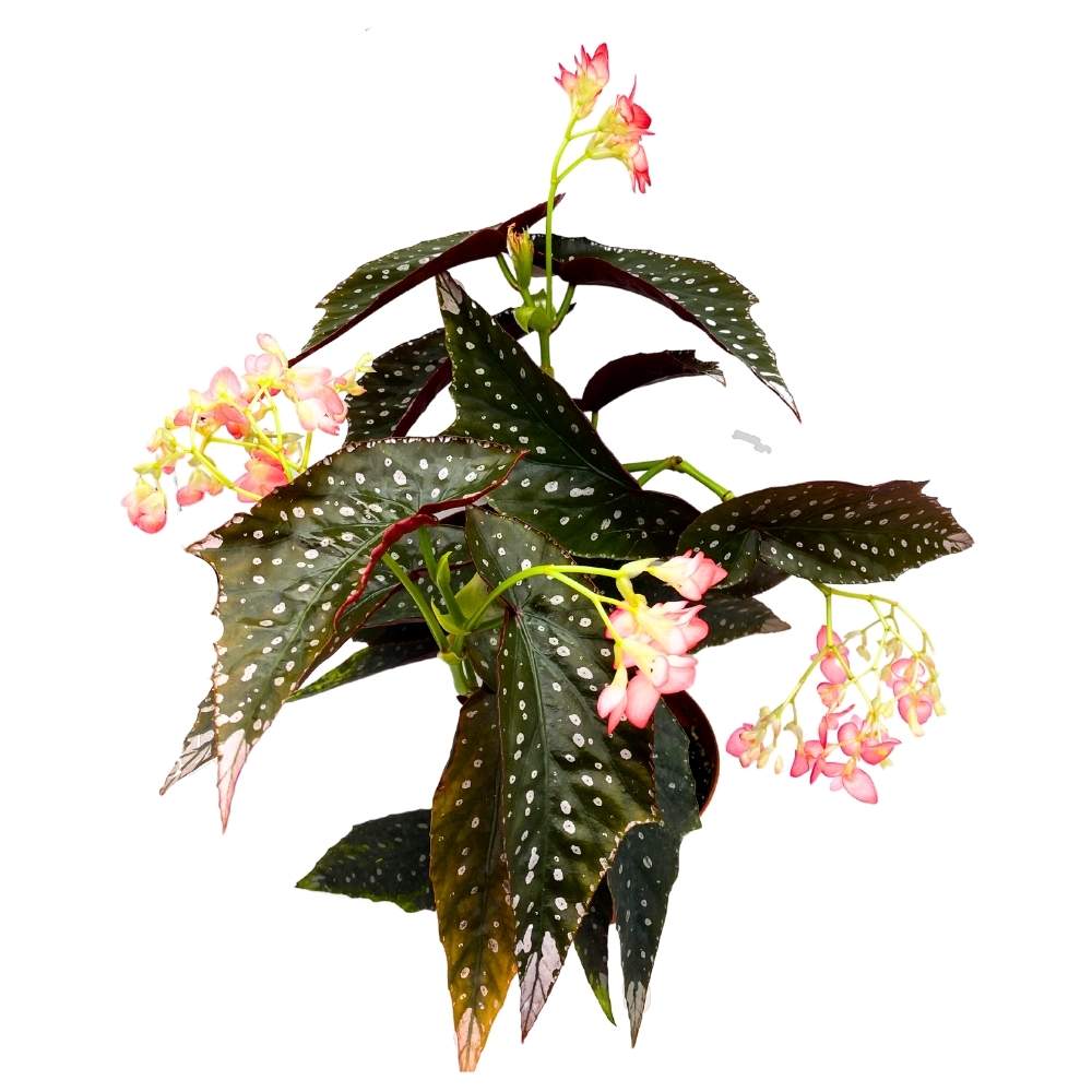 Harmony's Antigone Angel Wing Cane Begonia 6 inch Premium Hybrid