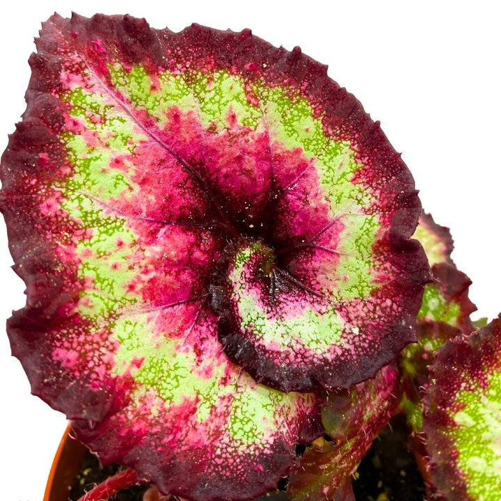 Harmony's Heart Breaker 6 inch Begonia Rex Dark Purple Pink Spiral