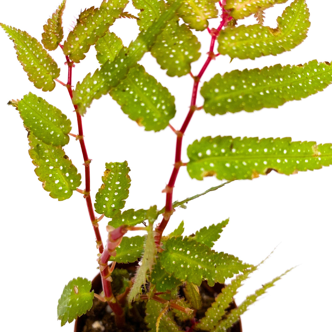 Begonia pteridiformis, Spotted Form, 2 inch, fern-like Begonia