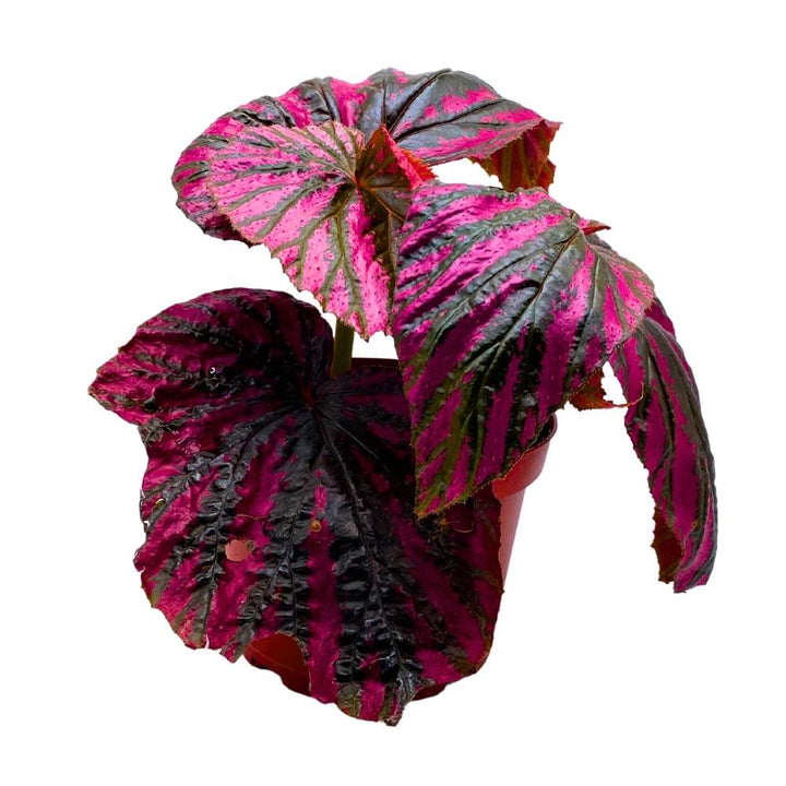 Begonia brevirimosa Red and Black Angel Wing Cane Begonia 6 inch Premium Hybrid