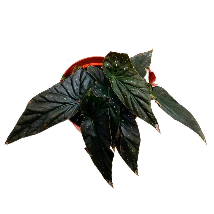 Harmony's Dark Fang Angel Wing, 6 inch Cane Begonia Black Narrow Leaf Silver Tip with few Polkadots