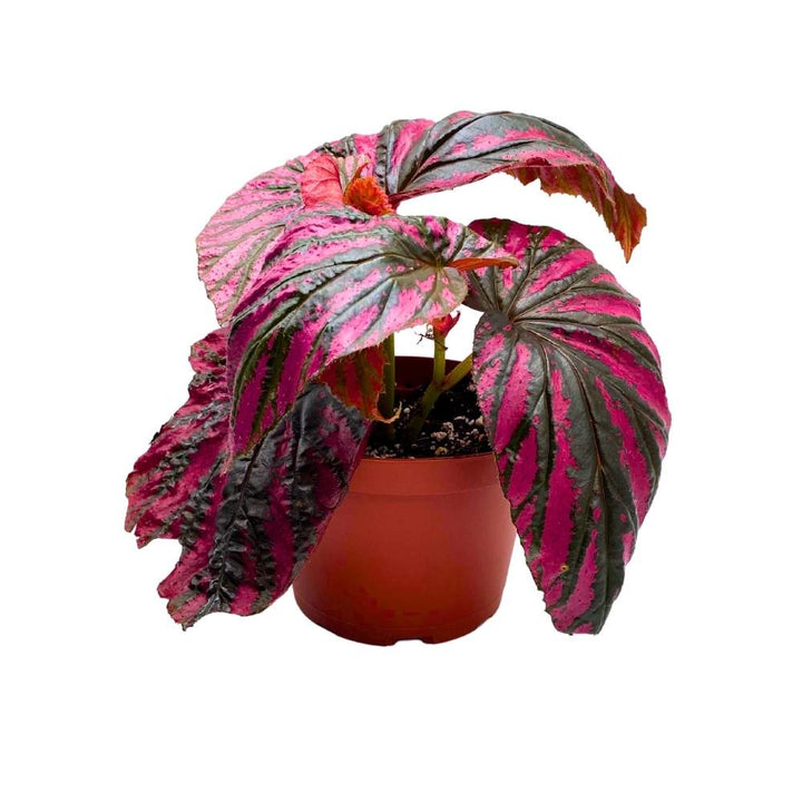 Begonia brevirimosa Red and Black Angel Wing Cane Begonia 6 inch Premium Hybrid