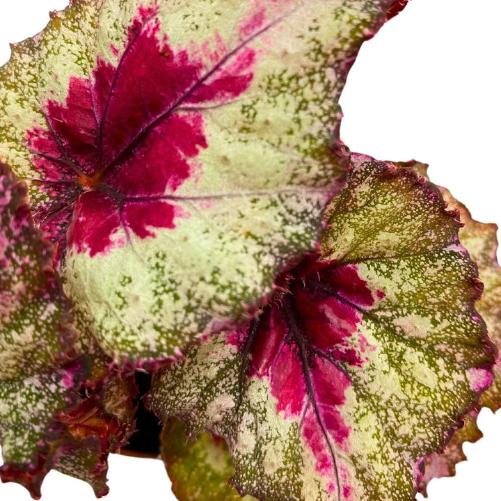 Harmony's Helios 4 inch Begonia Rex Multicolor Ruffle Splash