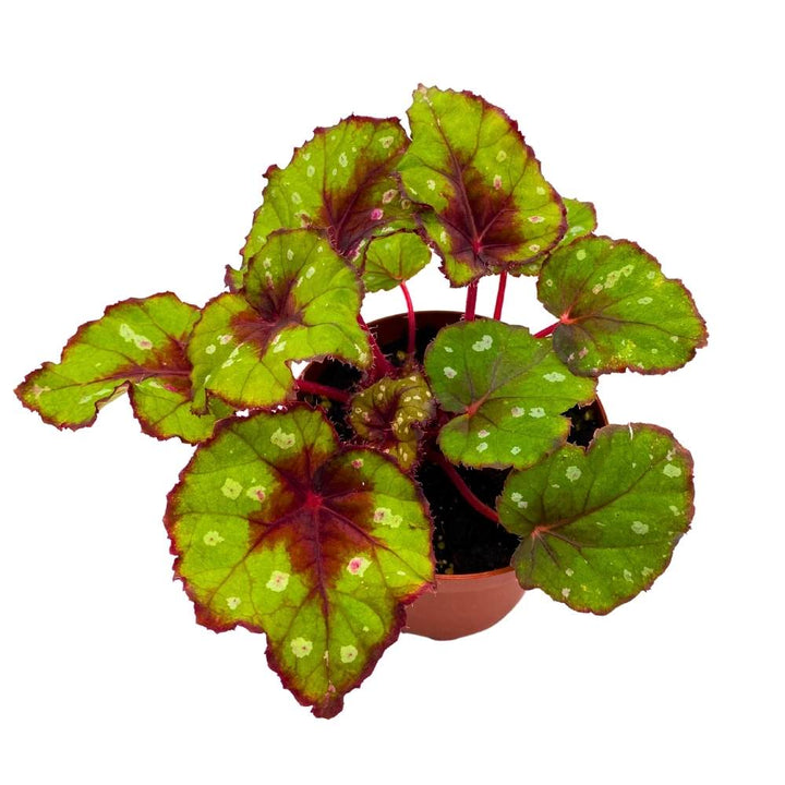 Harmony's Grinch Begonia Rex Green and Red with White Spots