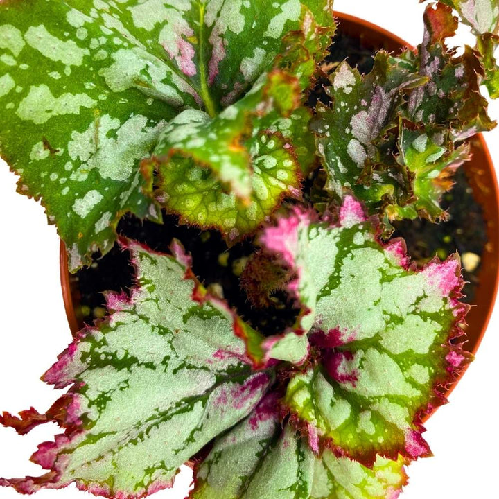 Harmony's Confetti Begonia Rex 4 inch Gnarly Tails