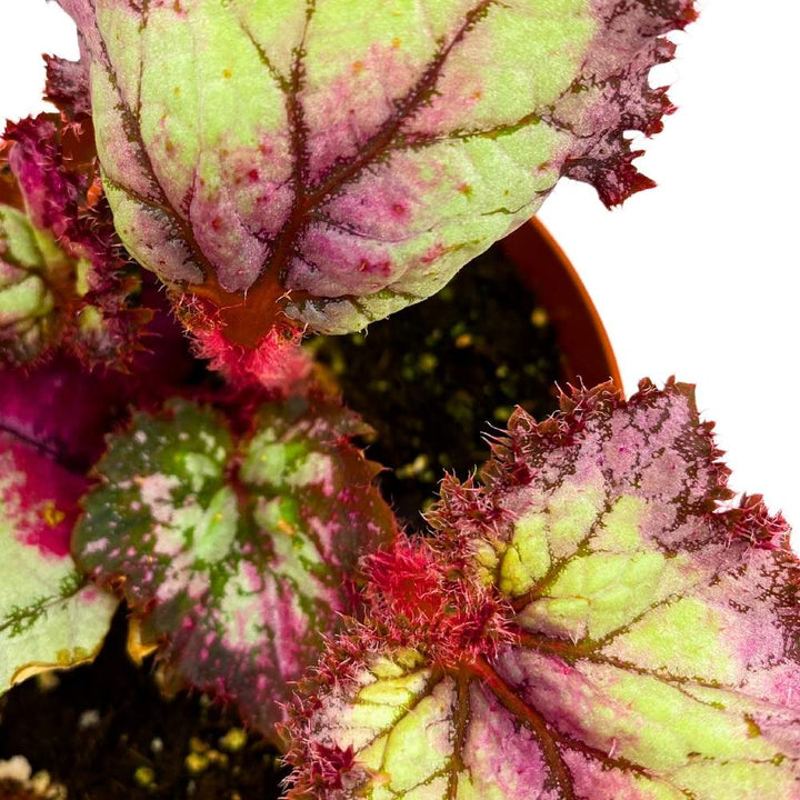 Harmony's Pink Pizzazz Begonia Rex 4 inch Jagged Gnarly Leaves