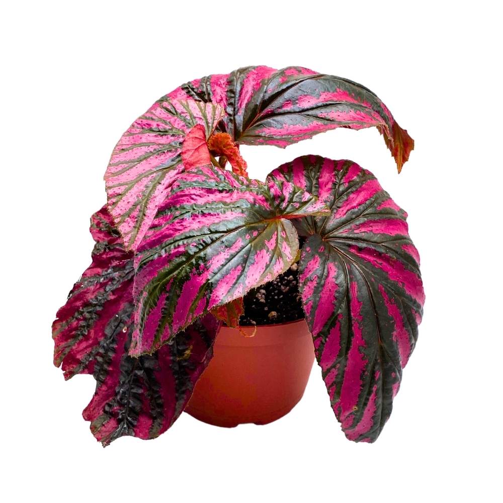 Begonia brevirimosa Red and Black Angel Wing Cane Begonia 6 inch Premium Hybrid