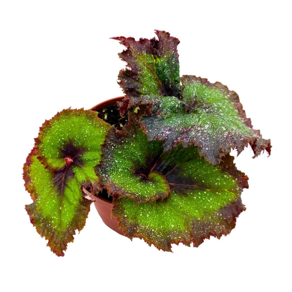 Harmony's Andromeda Begonia Rex 4 inch Purple and Green Spiral