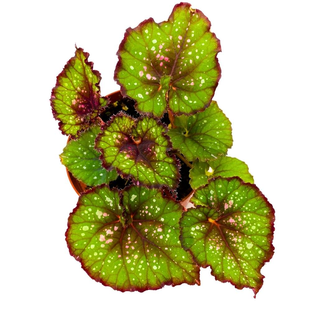 Begonia Collection: Rare & Unique Varieties | Harmony Foliage