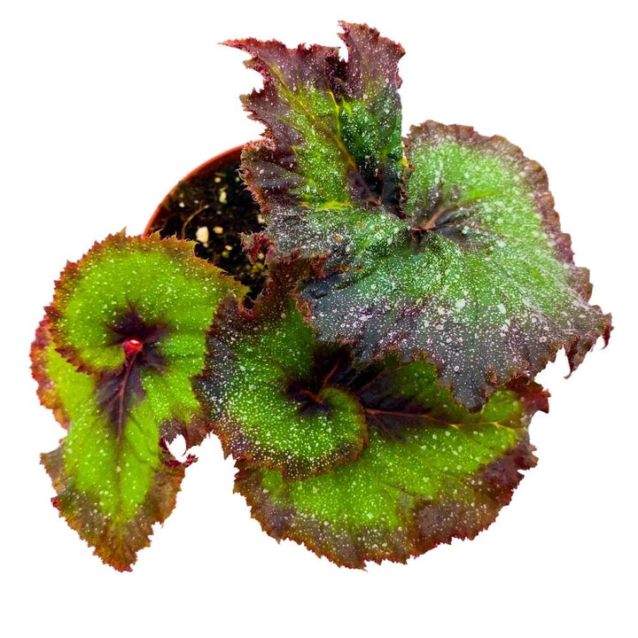 Harmony's Andromeda Begonia Rex 4 inch Purple and Green Spiral