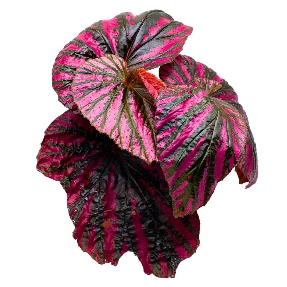 Begonia brevirimosa Red and Black Angel Wing Cane Begonia 6 inch Premium Hybrid