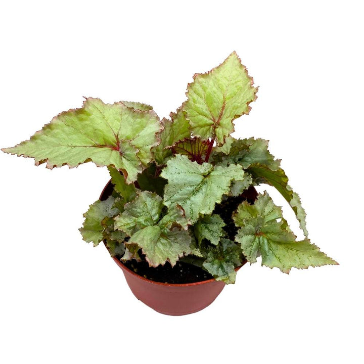 Harmony's Silver Dragon Begonia Rex 6 inch White Curly Leaves