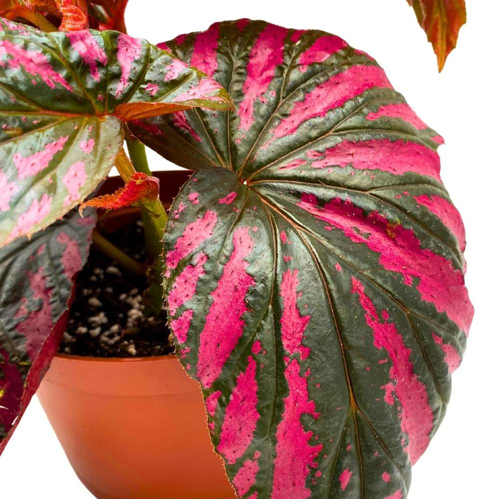 Begonia brevirimosa Red and Black Angel Wing Cane Begonia 6 inch Premium Hybrid