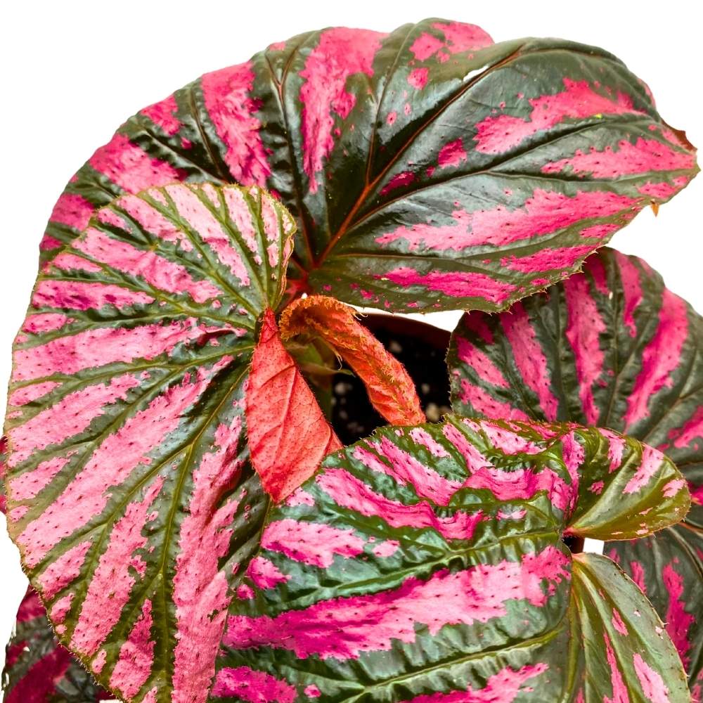 Begonia brevirimosa Red and Black Angel Wing Cane Begonia 6 inch Premium Hybrid