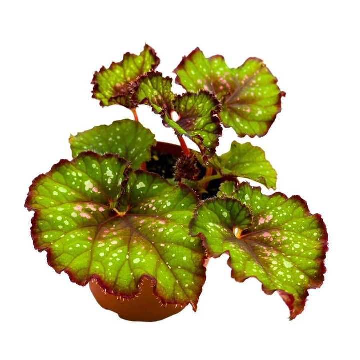 Harmony's Christmas Cheer Begonia Rex 4 inch Red and Green with Snowflakes White Dots
