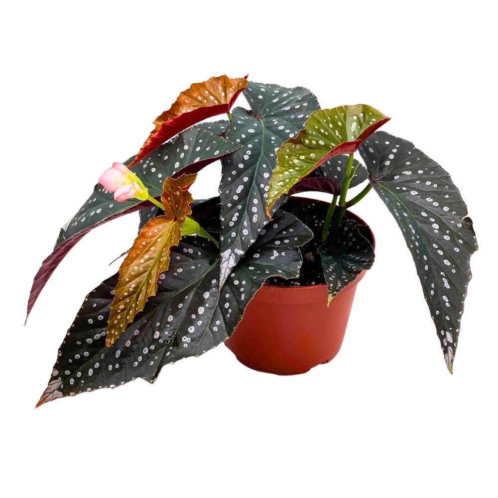 Harmony's Ninja Angel Wing, 6 inch Cane Begonia Large Silver Tip Pink Flower Polkadot