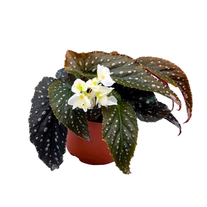 Harmony's Vixen Angel Wing Cane Begonia 6 inch Premium Hybrid