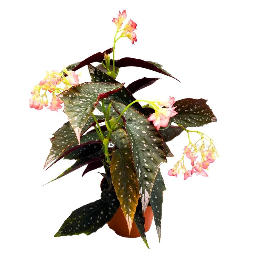 Harmony's Antigone Angel Wing Cane Begonia 6 inch Premium Hybrid